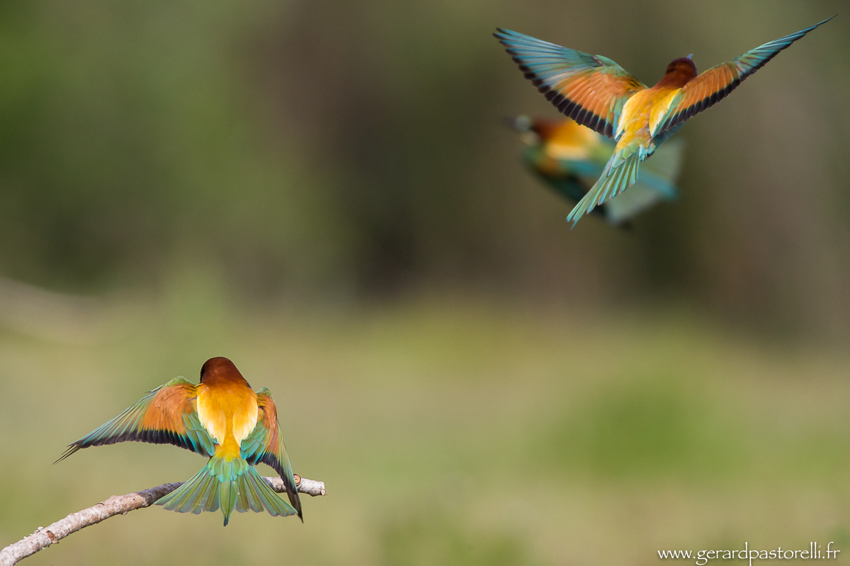 Bee eater 85